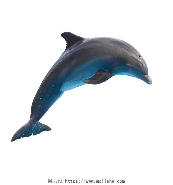 孤立的白色背景上的单跳海豚